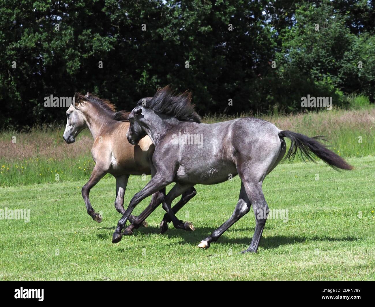 Deux jolis jeunes chevaux chanter et jouer dans un enclos d'été. Banque D'Images