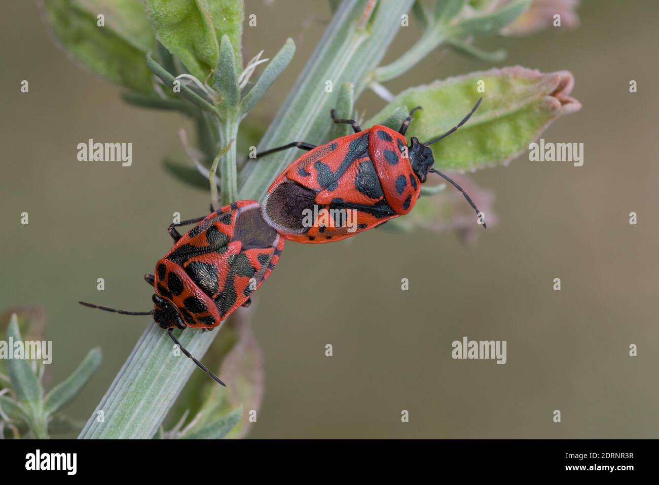 Schwarzrückige Gemüsepanze, Schmuckwanze, Paarung, Kopulation, Kopula, Eurydema ornata, Eurydema ornatum, Shieldbug richement orné, jumelage, la Punaise rouge Banque D'Images