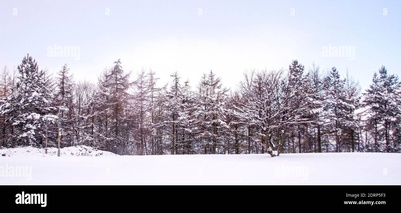 Vue sur le paysage hivernal des arbres enneigés le long de la route à double voies ouest Dundee Kingsway dans le nord-est de l'Écosse, au Royaume-Uni Banque D'Images