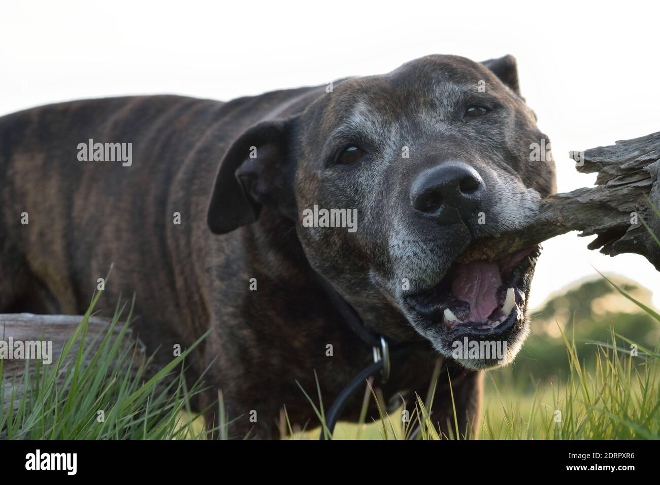 Staffordshire Bull Terrier à mâcher sur le bois Banque D'Images