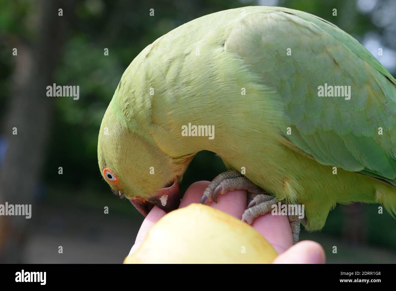 Peral anneau-necked Parakeet piquant doigt de la personne essayant de se nourrir C'est dans un parc de Londres Banque D'Images