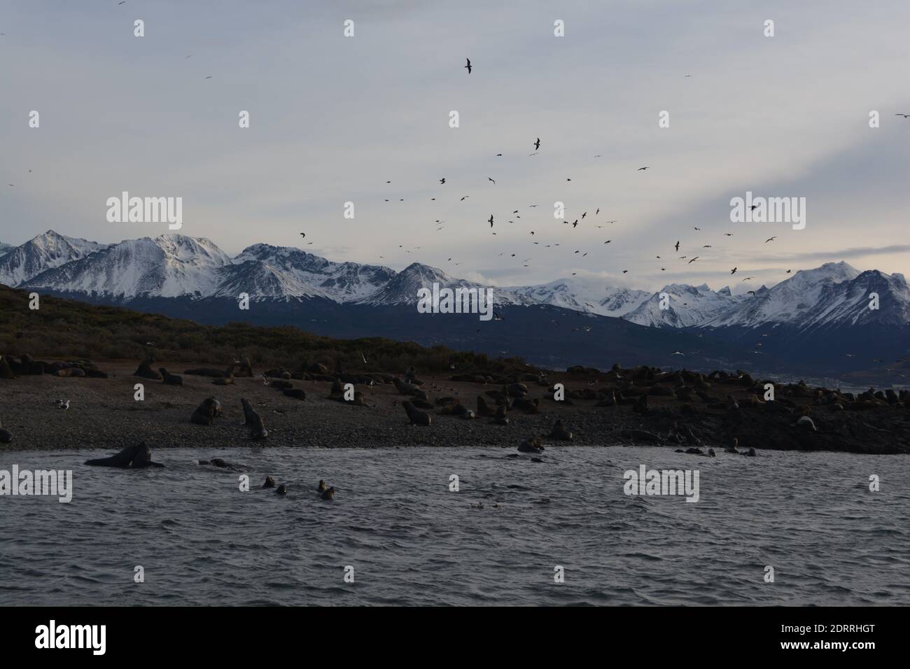 Vue sur les phoques qui se reposent et nagent avec les mouettes qui volent autour au-dessus d'une île pendant le coucher du soleil Banque D'Images