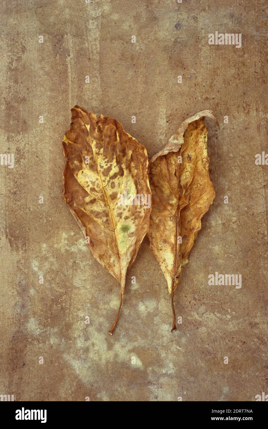 Deux feuilles de buisson d'Hydrangea à la crème et à l'automne brunes couché sur du cuir éraflé Banque D'Images