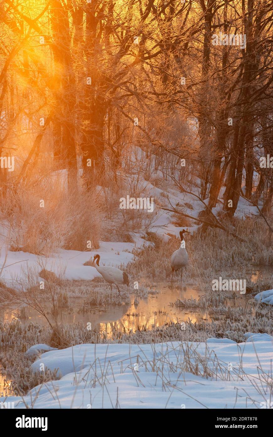 Grue à couronne rouge (Grus japonensis) Au lever du soleil avec gel matinal à Hokkaido (Japon) Banque D'Images