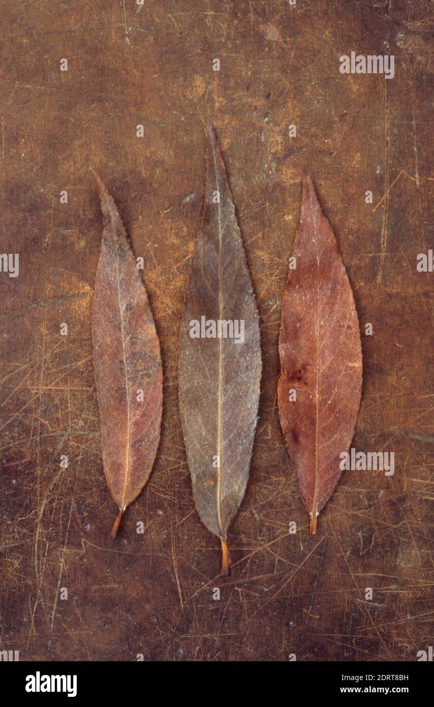 Trois feuilles minces longues brunes automnales de saule de crack ou L'arbre Salix fragilis repose sur du cuir éraflé Banque D'Images