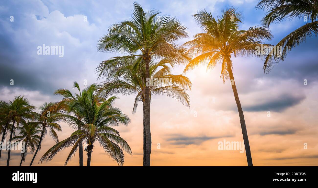 Palmiers sur la plage tropicale au coucher du soleil, Floride, États-Unis. Banque D'Images