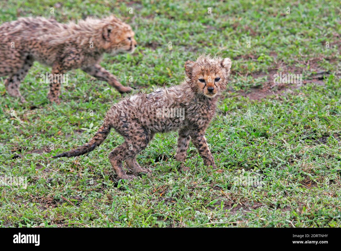 Le Guépard (Acinonyx jubatus) oursons sur savannah plaines de Tanzanie. Banque D'Images