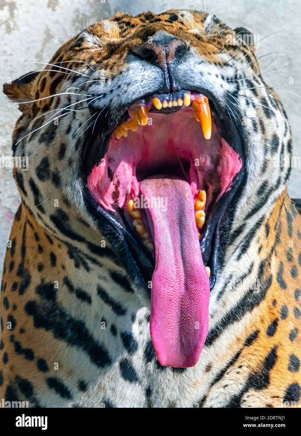 Gros plan/photo d'un léopard indien qui s'ébâille à l'intérieur d'une enceinte du parc zoologique national de Delhi, également connu sous le nom de zoo de Delhi. Banque D'Images