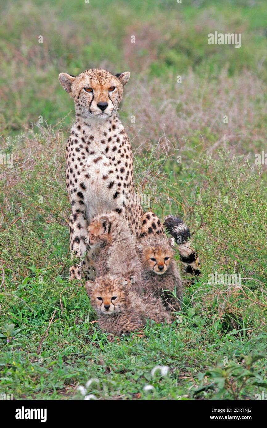 Le Guépard (Acinonyx jubatus) oursons sur savannah plaines de Tanzanie. Banque D'Images
