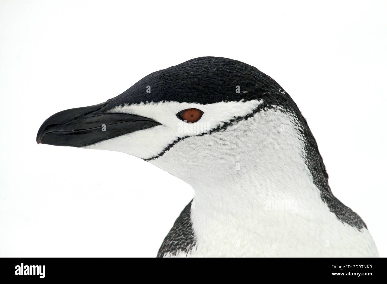 Manchot à Jugulaire (Pygoscelis antarcticus) dans l'Antarctique. Banque D'Images