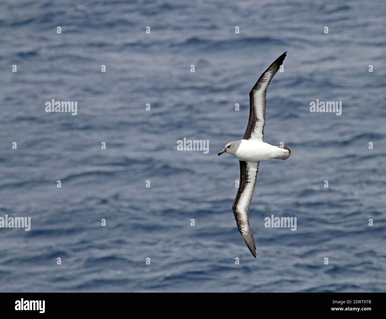 Des profils albatros à tête grise (Thalassarche chrysostoma) en vol. Banque D'Images