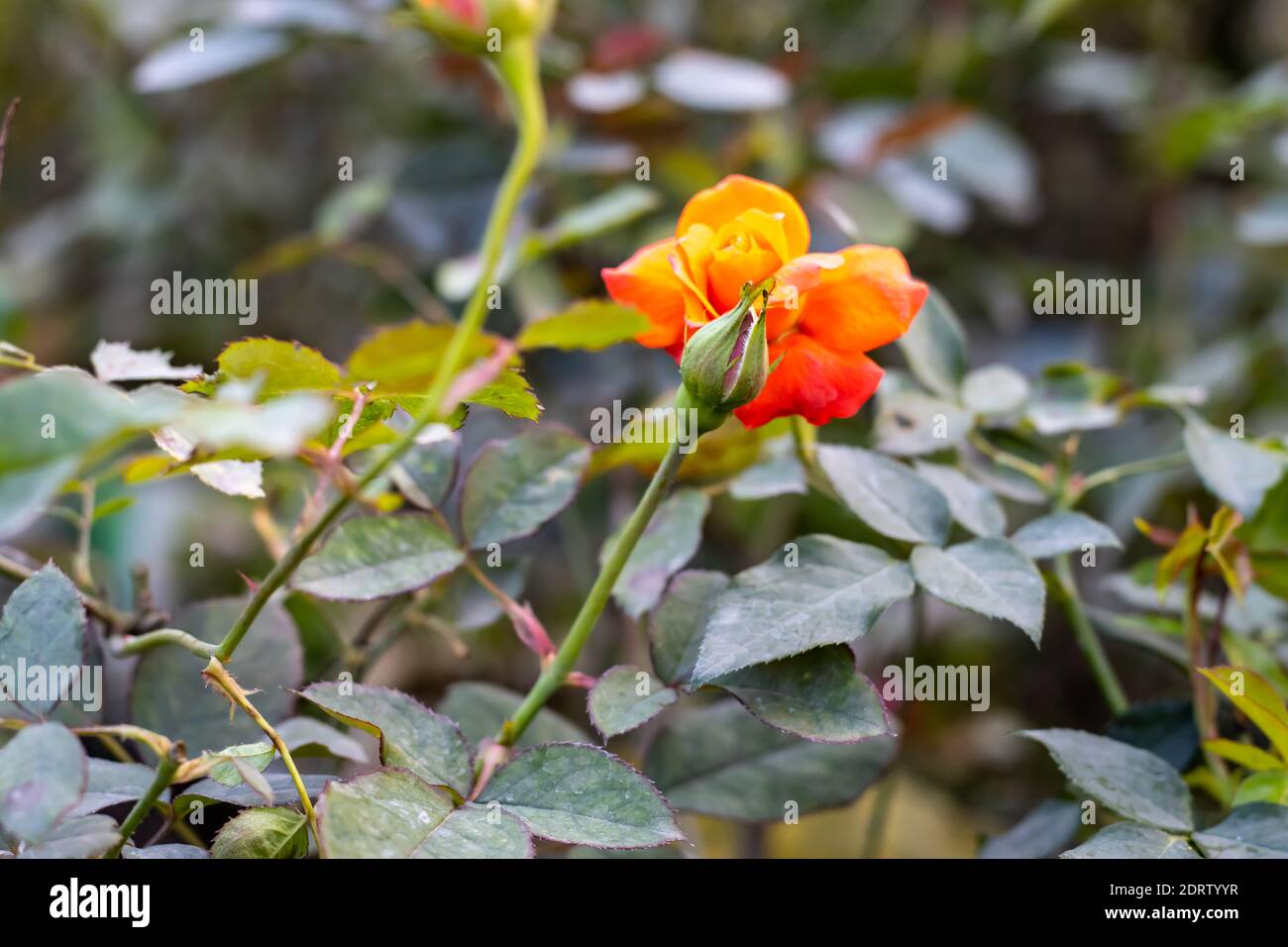 Fleurs des boutons de rose et des feuilles avec des branches dans le jardin gros plan Banque D'Images