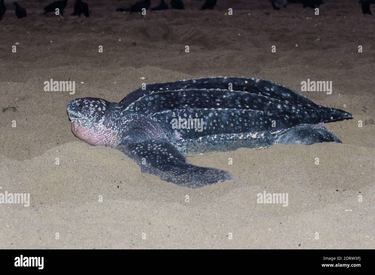 Lederschildpad op strand van de Trinidad ; Tortue luth (Dermochelys coriacea), sur une plage de la Trinité Banque D'Images