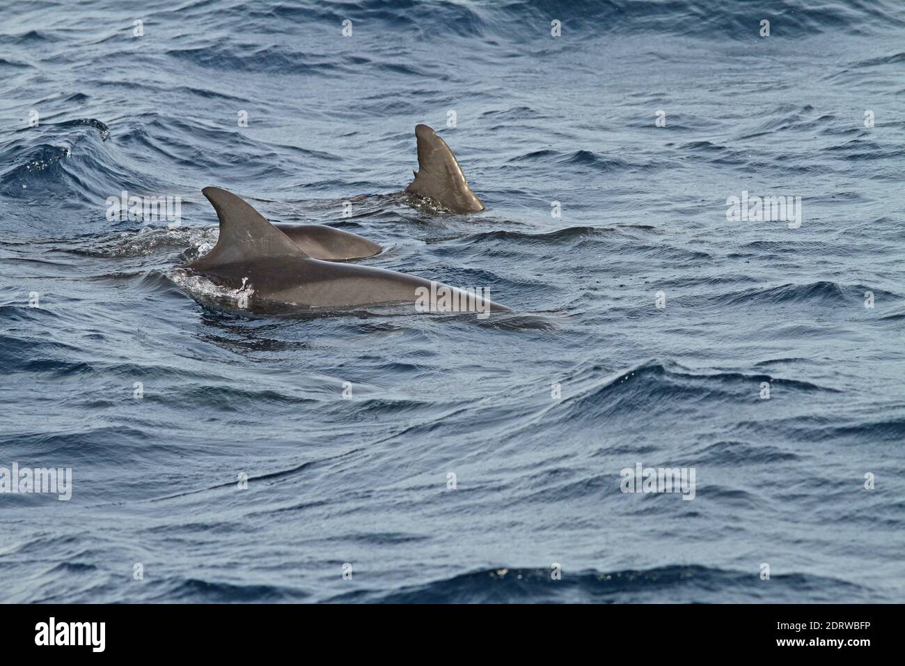L'Orque pygmée (Feresa attenuata) un mal connue et rarement vu des dauphins océaniques. Banque D'Images