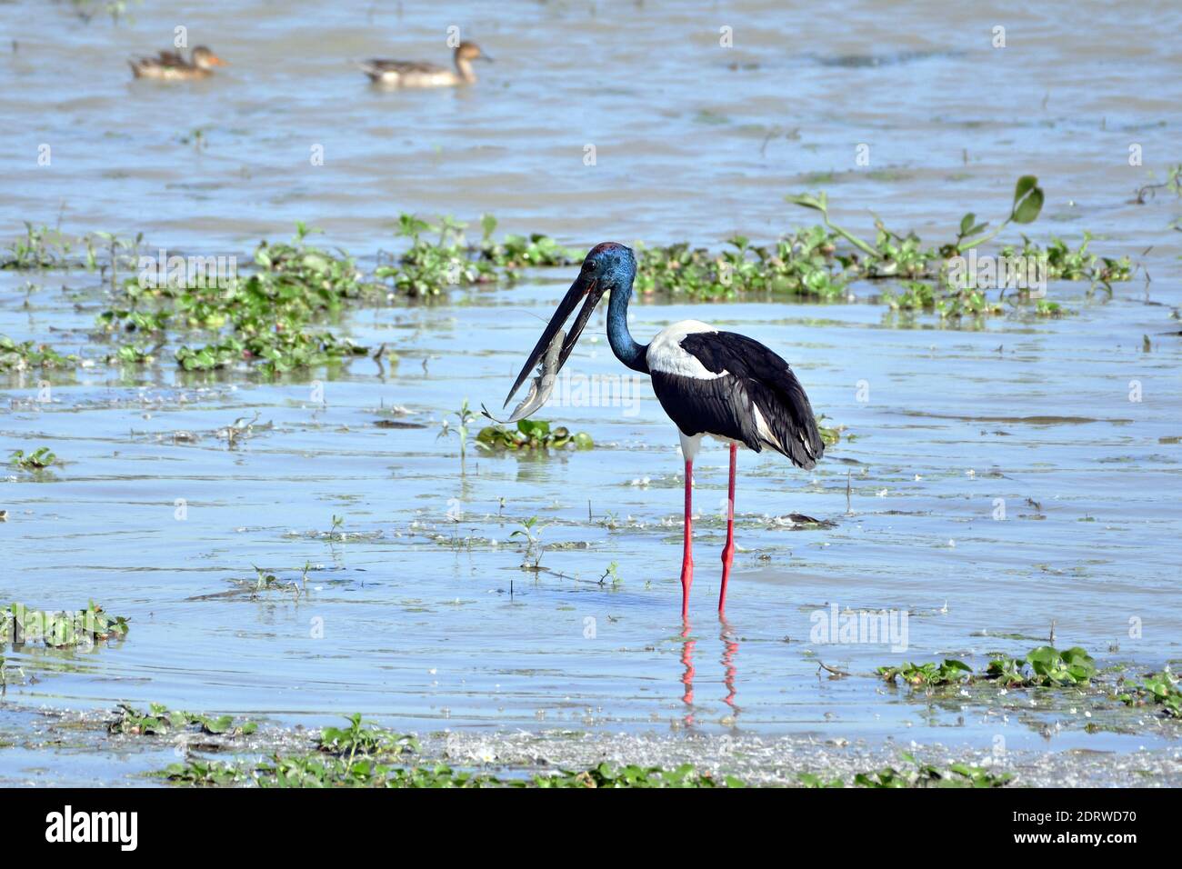 Un oiseau de porc à col noir capture un gros poisson dans la zone humide Banque D'Images Un oiseau de porc à col noir capture un gros poisson dans la zone humide Banque D'Images