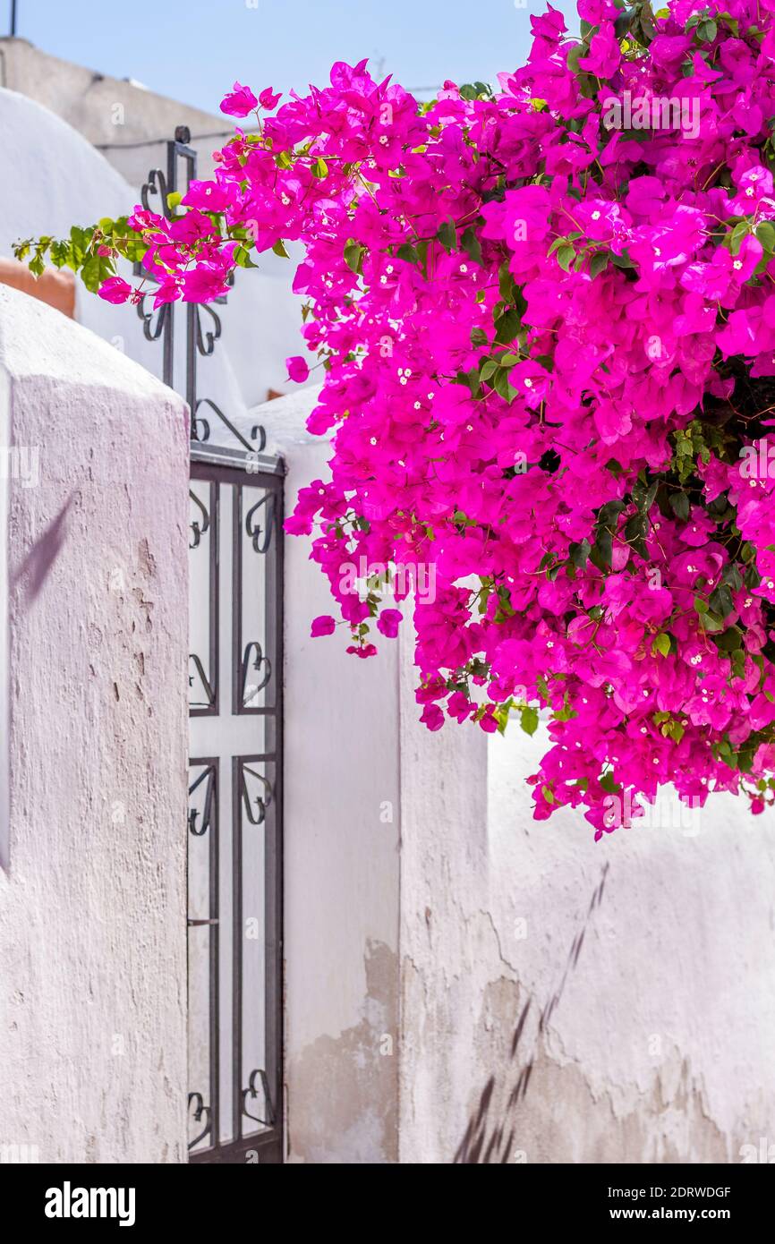 Maison colorée terrasse avec bougainvilliers dans une allée pittoresque dans le village d'Oia, l'île de Santorin, les Cyclades, la mer Egée, la Grèce, l'Europe Banque D'Images