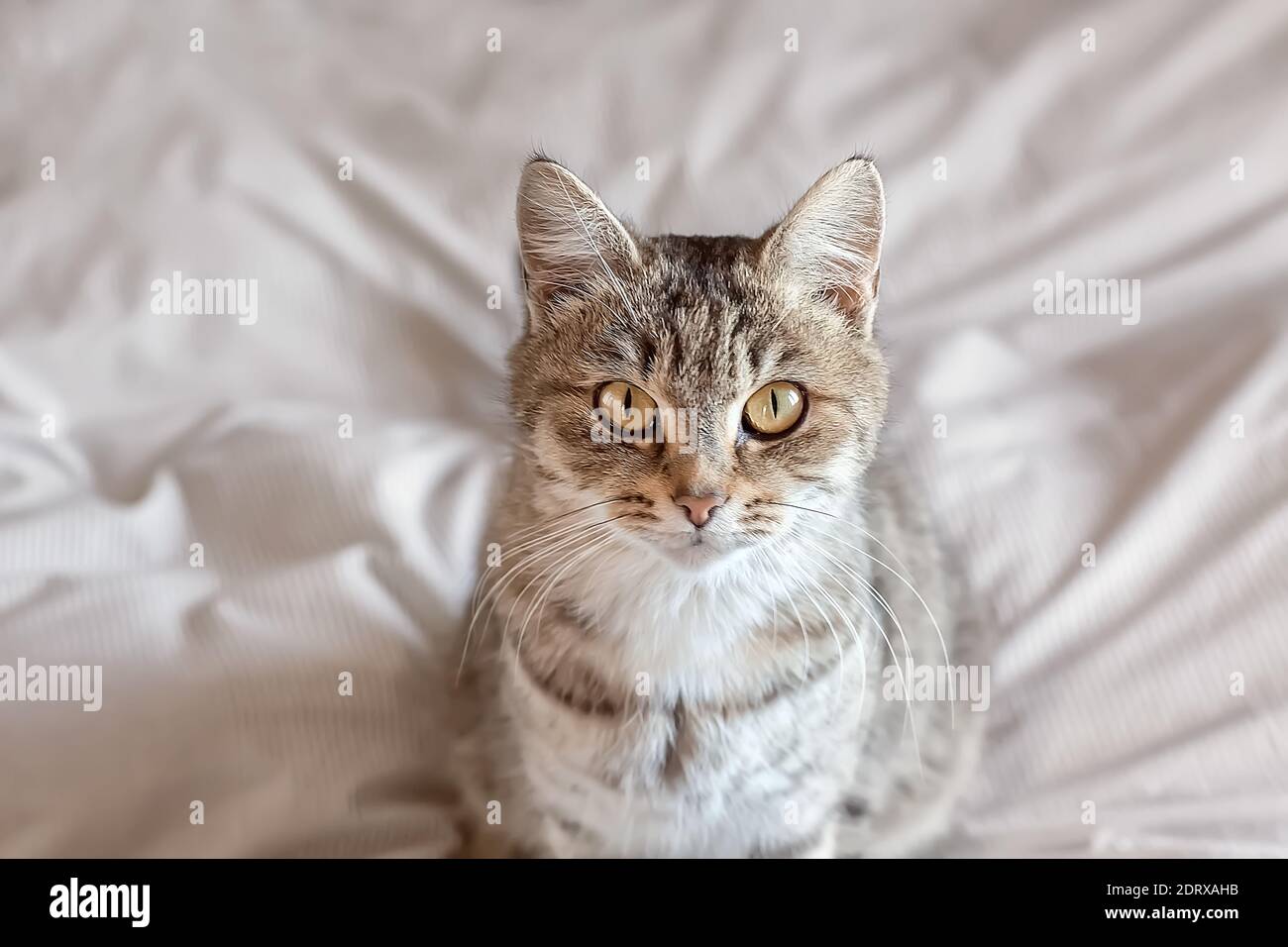 Kitten Champagne Banque D Image Et Photos Alamy