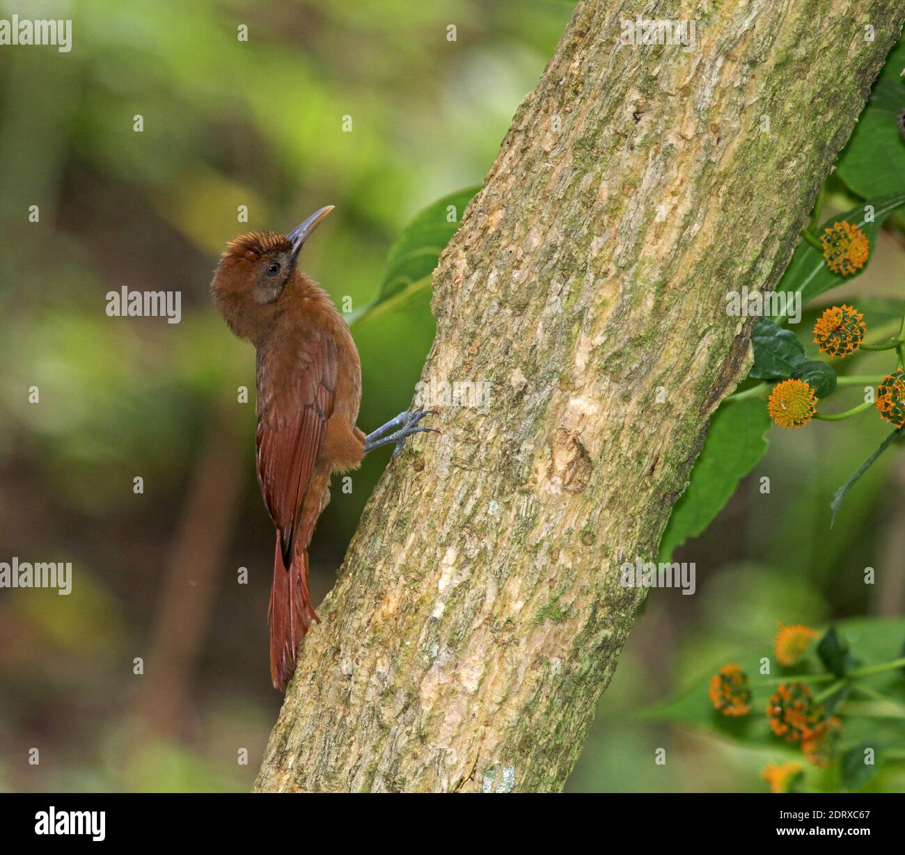 Plain-brown Grimpar Nasican (Dendrocincla fuliginosa) contre un arbre perché sur les Petites Antilles. Banque D'Images