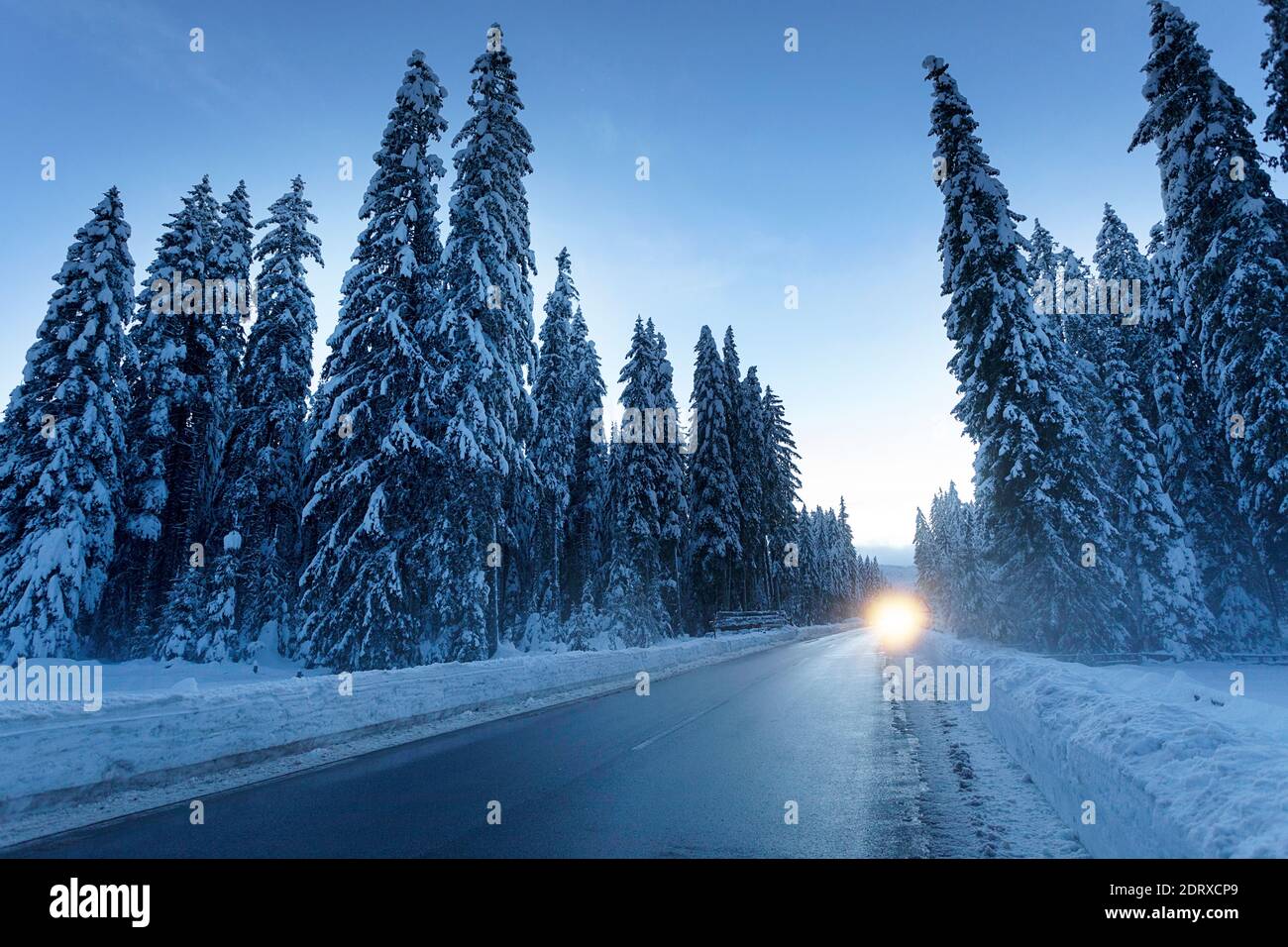 Lumière des phares d'une voiture sur une route rurale dans une forêt enneigée au crépuscule, Pokljuka, Slovénie Banque D'Images