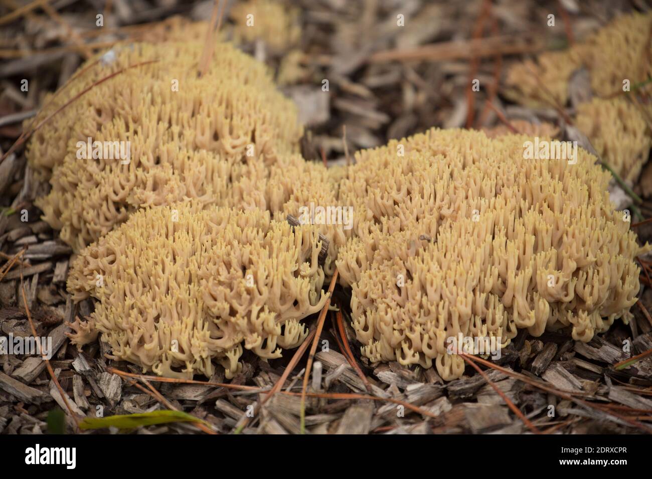 Exemples de champignons de corail droits, Ramaria stricta, poussant sur des parterres de fleurs déchiquetées sur le côté d'une route très fréquentée. Gillingham Dorset Angleterre GB Banque D'Images