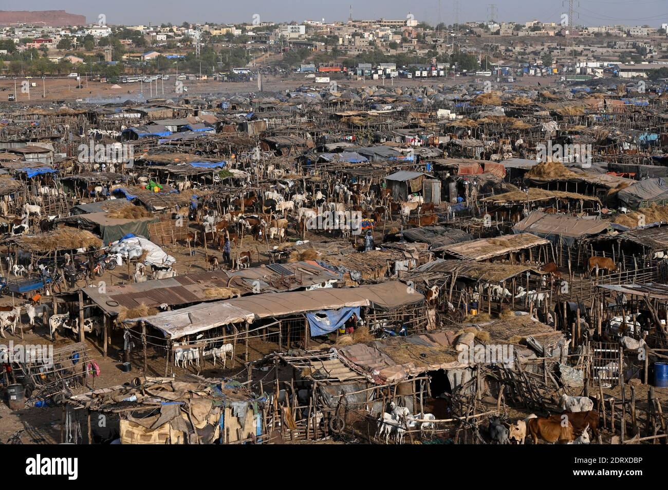 MALI, Bamako, camp de déplacés Faladjié, peuple de Peulh s'est installé ici après des conflits ethniques avec les Dogon dans la région Mopti, élevage de bergers de Peulh / Faladié, Peulh Fluechtlinge haben sich nach ethnischen Konflikten mit Dogon dans la région Mopti angesiedelt, Peulh Tihrierden mit en der Banque D'Images