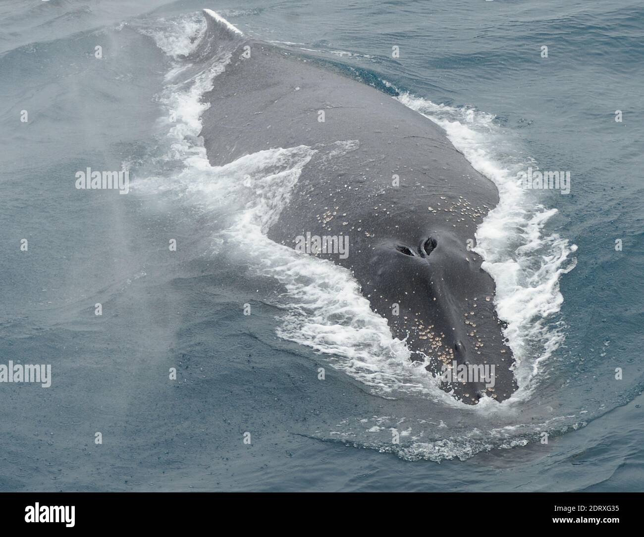 Une baleine à bosse souffle comme il les surfaces (Megaptera novaeangliae) Îles Sandwich du Sud, le sud de l'océan. Banque D'Images