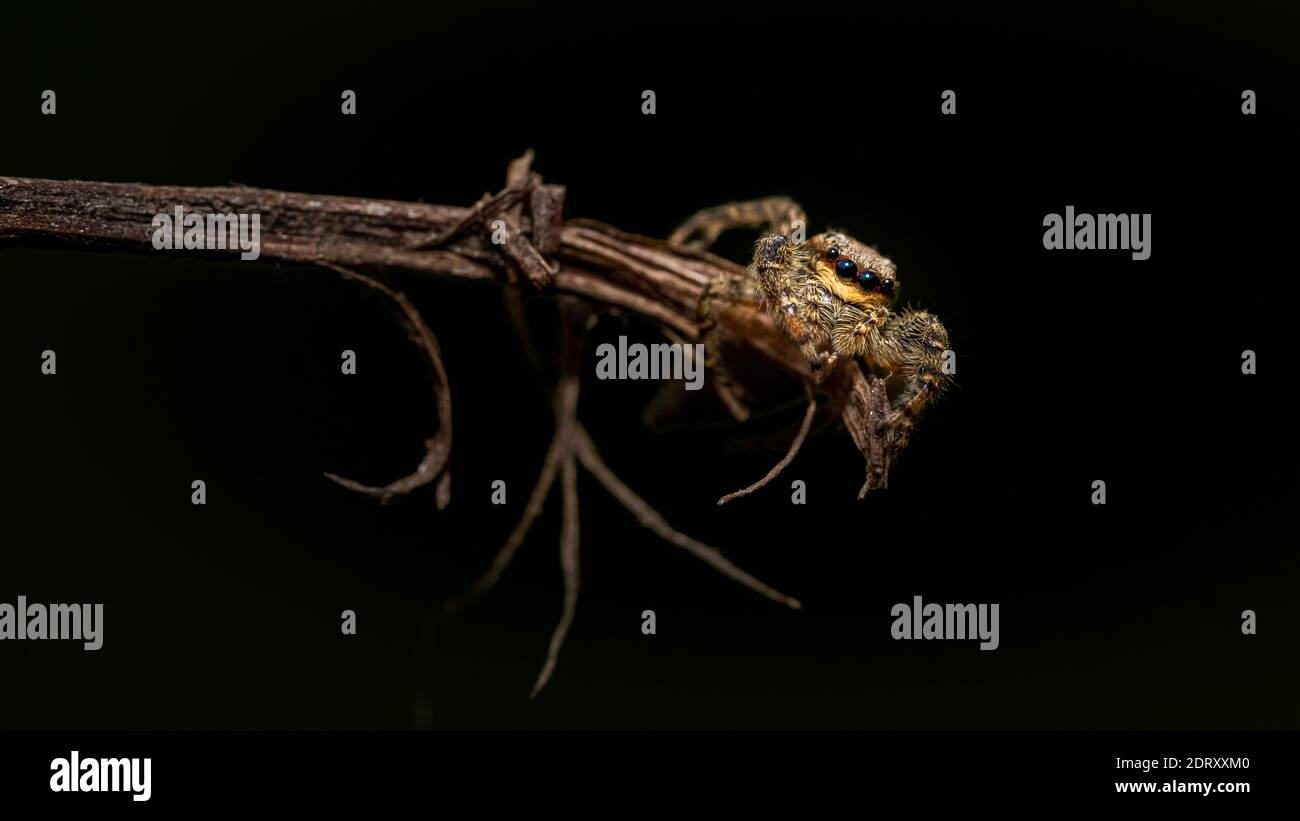 saut d'araignée de loup vue rapprochée regardant dans la caméra , prenant des images dans le jardin pendant corona, covid-19 fois, francfort, allemagne Banque D'Images