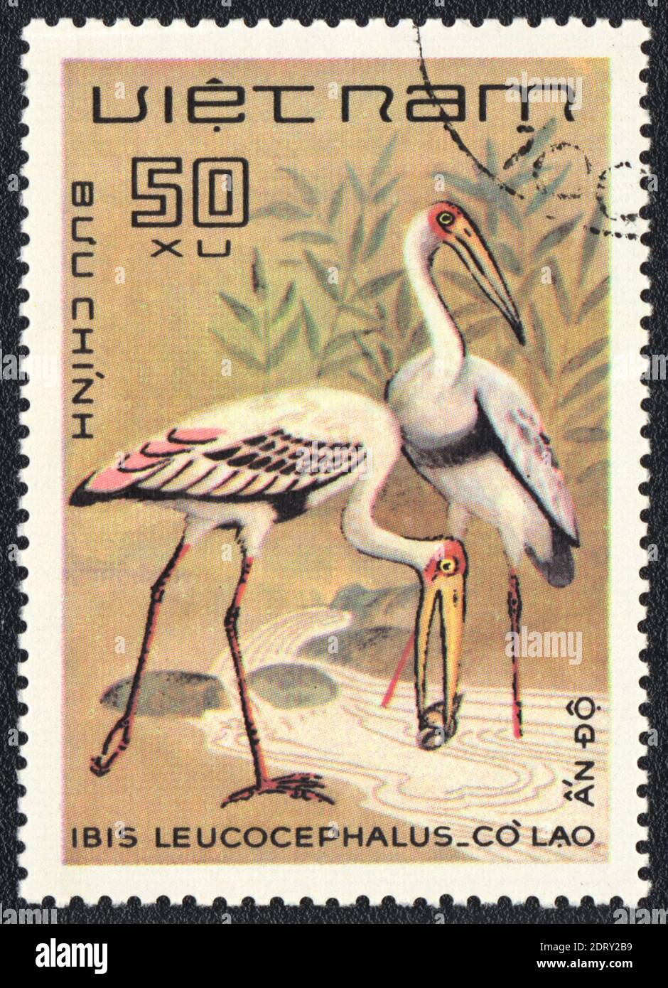 Un timbre imprimé au Vietnam montre Kokkarebellur (Ibis leucocephalus), de la série, 1980 Banque D'Images