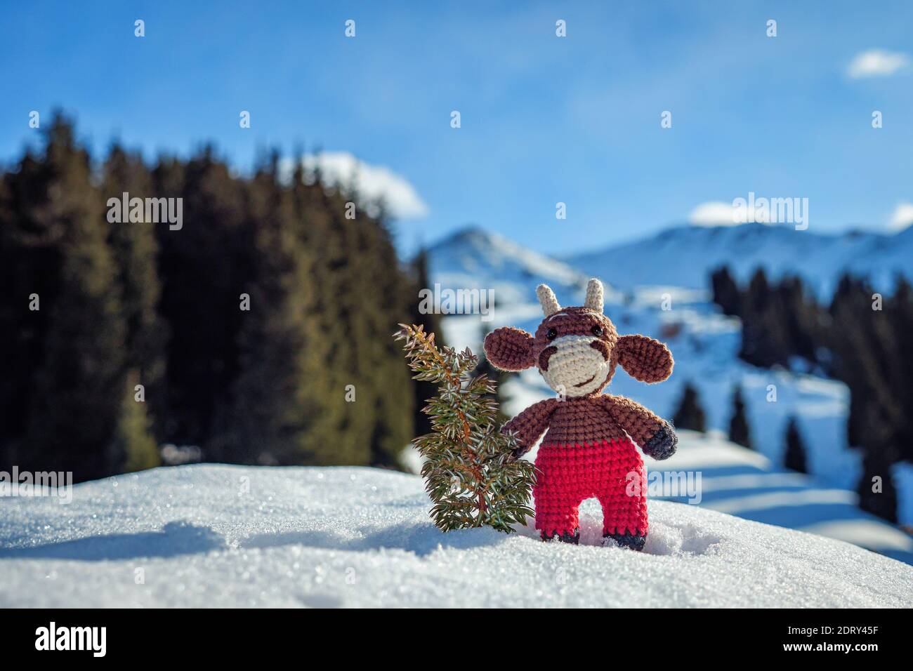 En hiver, un petit genévrier se dresse dans les montagnes avec un petit genévrier comme arbre de Noël. Jouet arbre de Noël fait main. Symbole Bull de 2021 Banque D'Images