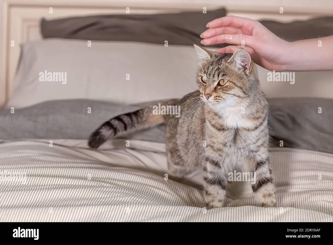 Le joli chat tabby gris est debout sur le lit à la maison. La main d'une femme se déplace et caresse un chat d'animal de compagnie. Journée mondiale des animaux de compagnie. Journée mondiale du chat. Couleur de l'année - S Banque D'Images