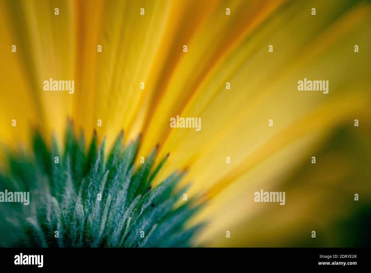 Macro, gros plan d'une Gerbera Daisy jaune, Asteraceae Banque D'Images