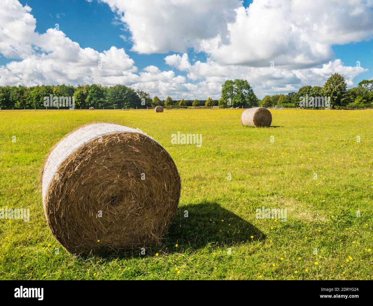 Balles rondes de foin dans le champ de l'aubéogue jaune des Cotswolds de Gloucestershire. Banque D'Images