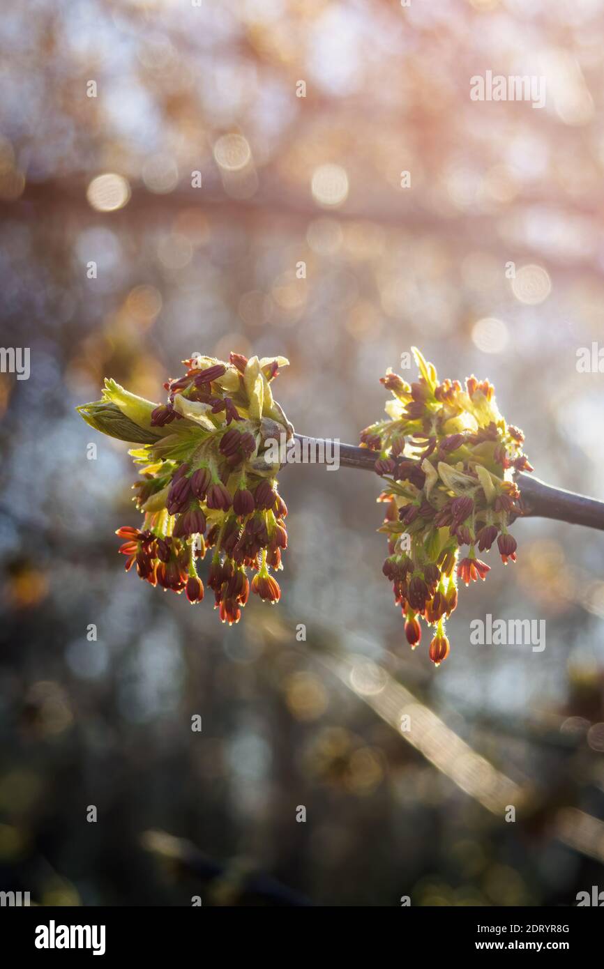 Gros plan Acer negundo fleurit contre le soleil au printemps. Vue verticale, espace de copie pour le texte Banque D'Images