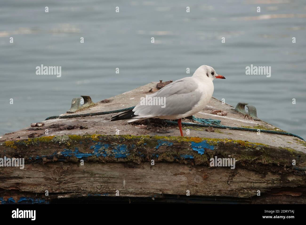 Un mouette à tête noire assise sur un vieux bateau en bois, pourri, petit bateau Banque D'Images