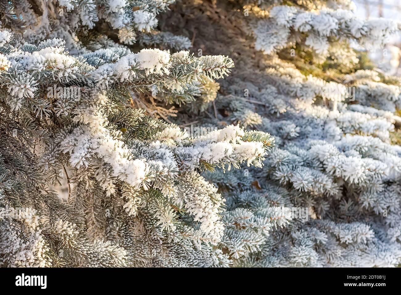 Magnifique paysage d'hiver enneigé. Pattes, branches de pin dans la neige. Paysage de Noël. Mise au point sélective. Arrière-plan flou. Banque D'Images