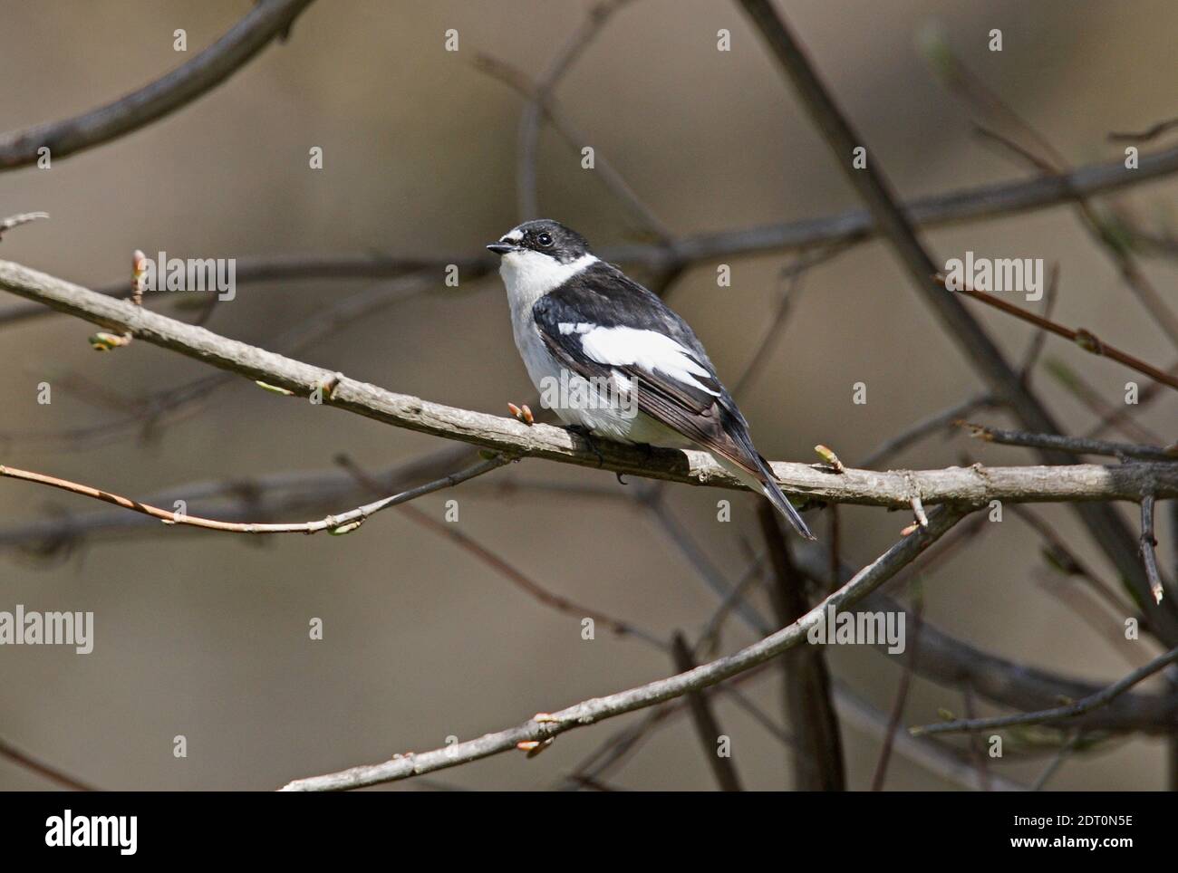 Flycatcher à demi-collier (Ficedula semitorquata) adulte mâle perché sur la branche arménienne Mai Banque D'Images