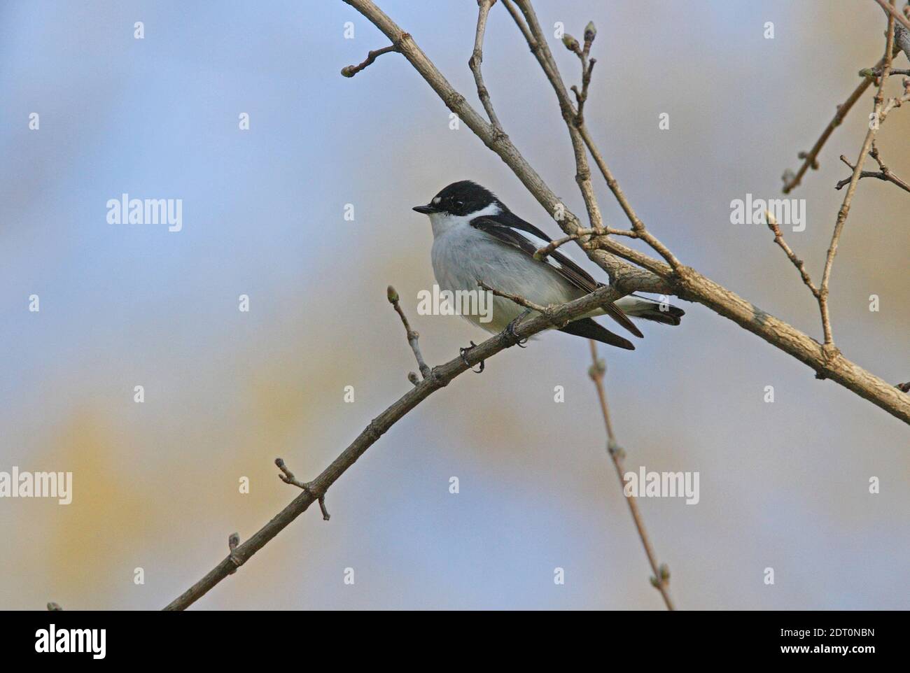 Flycatcher à demi-collier (Ficedula semitorquata) femelle perchée sur branche arménienne Mai Banque D'Images