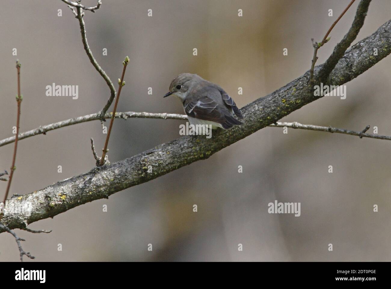 Flycatcher à demi-collier (Ficedula semitorquata) femelle perchée sur la branche arménienne Mai Banque D'Images