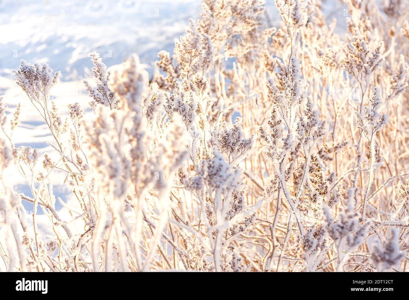 Magnifique paysage d'hiver enneigé. Frottez-vous dans le gel sur le fond du soleil d'hiver. Paysage de Noël. Mise au point sélective. Arrière flou Banque D'Images