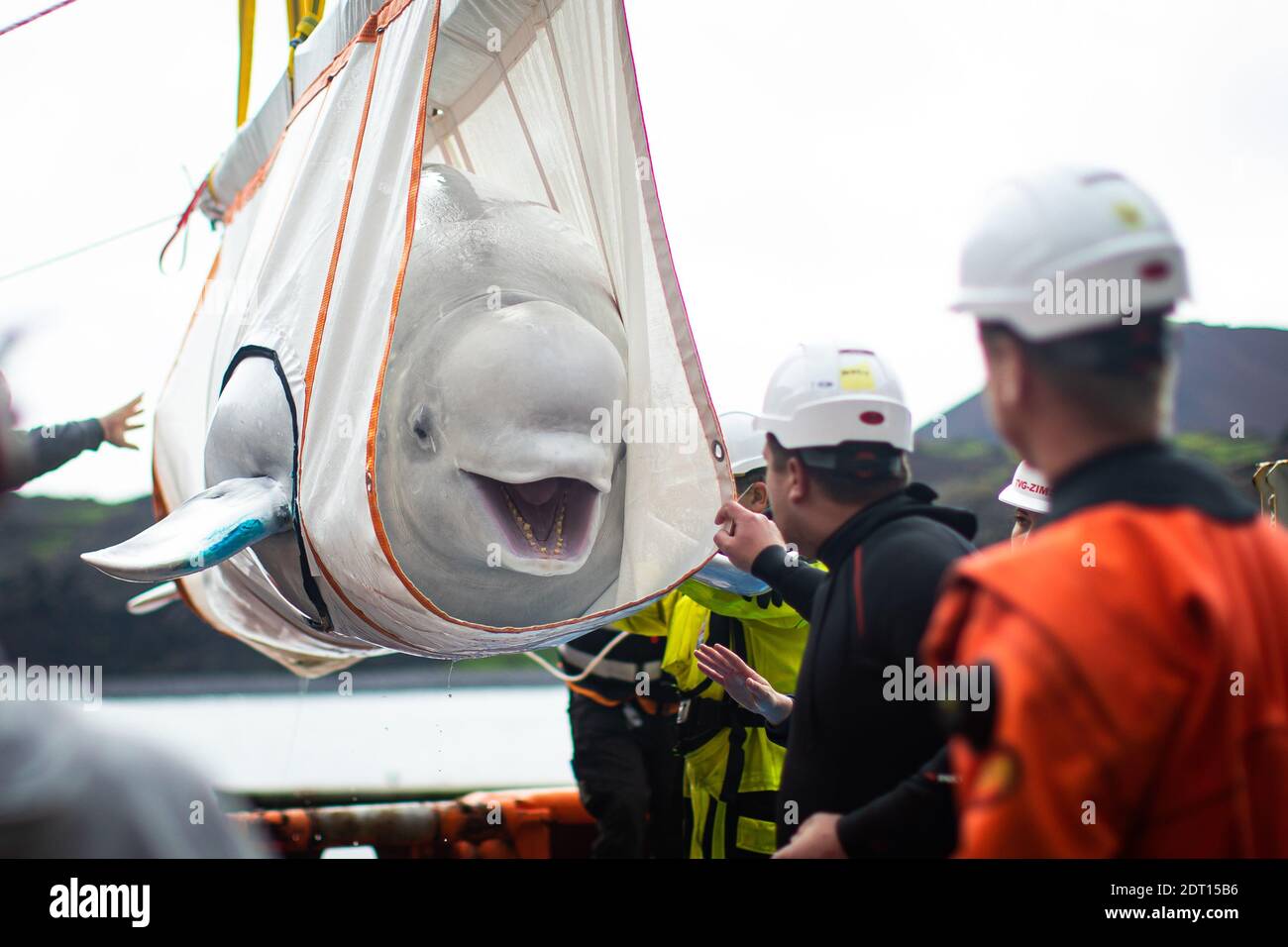 AP REVIEW OF THE YEAR 2020 - PA PHOTOGRAPHS FAVORITE PHOTOGRAPHERS File photo daté du 10/08/20 de l'équipe de Sea Life Trust déplaçant le béluga Little Grey d'un remorqueur pendant le transfert à la piscine de soins de bord de baie où ils seront acclimatés à l'environnement naturel de leur nouvelle maison Le sanctuaire d'eau libre de la baie de Klettsvik en Islande. Banque D'Images