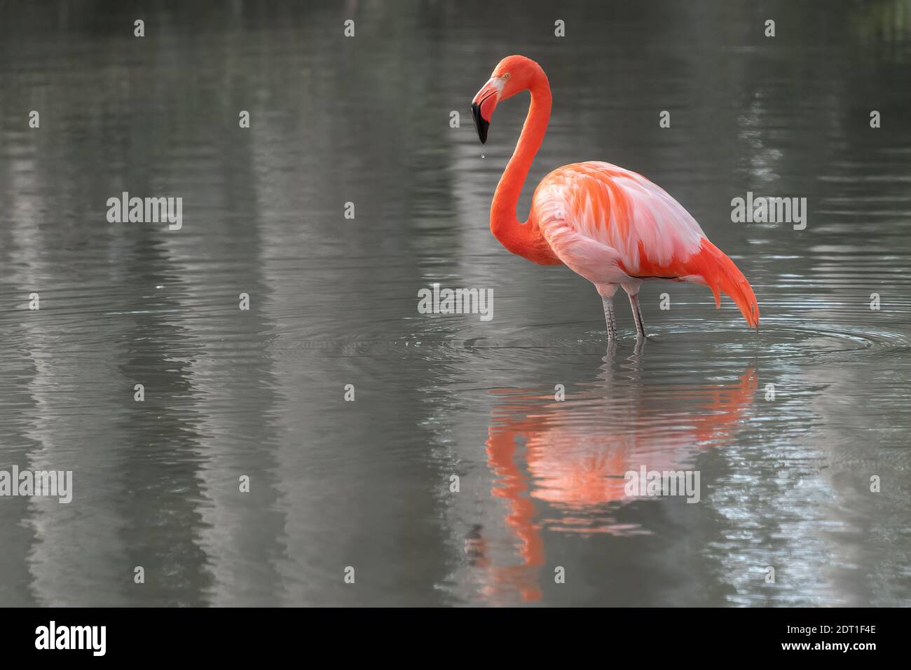 Flamingo oiseau dans l'eau Banque D'Images