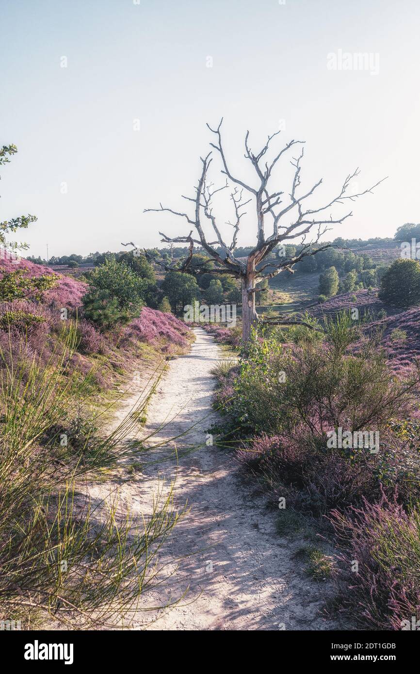 Arbre mort le long du chemin sablonneux à travers les serments dedans Le parc national de Veluwe au coucher du soleil aux pays-Bas Banque D'Images