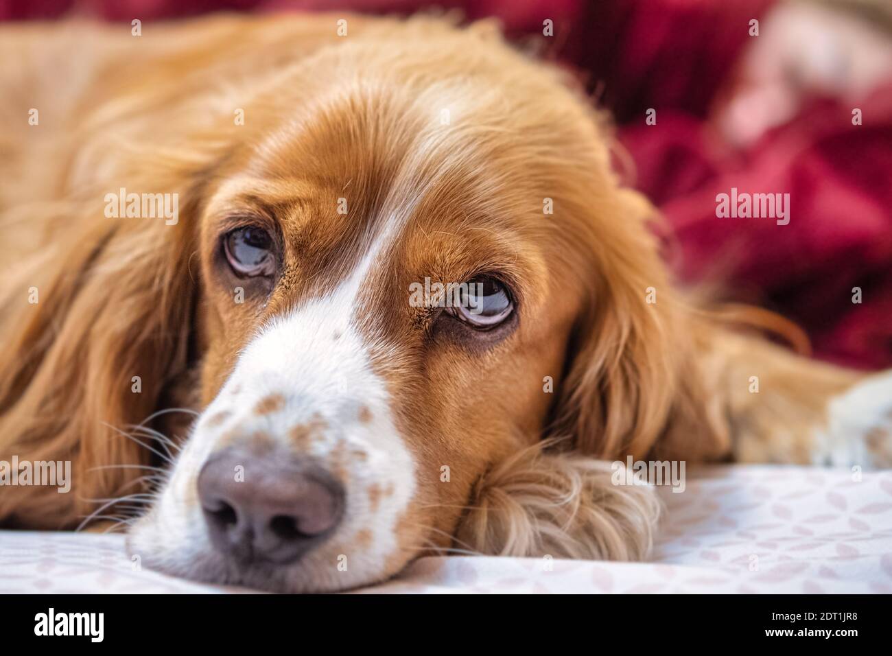 Adorable animal de compagnie de caniel de cocker Banque D'Images
