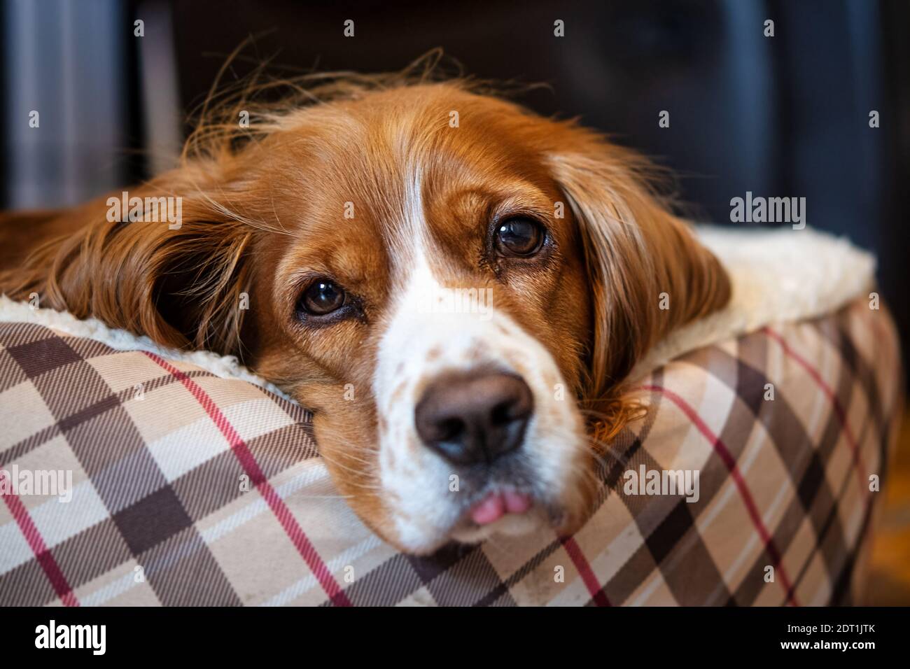 Adorable animal de compagnie de caniel de cocker Banque D'Images