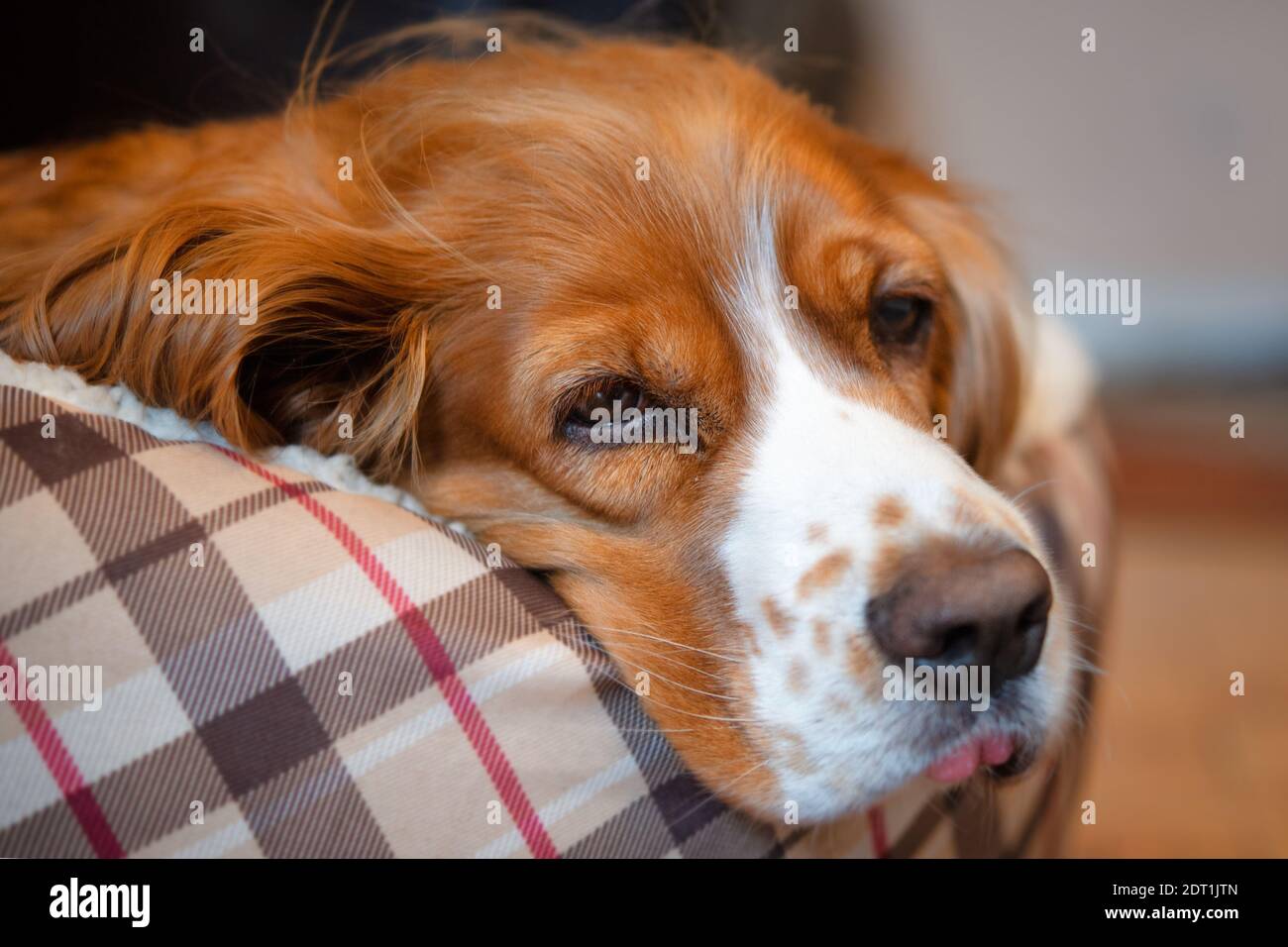 Adorable animal de compagnie de caniel de cocker Banque D'Images