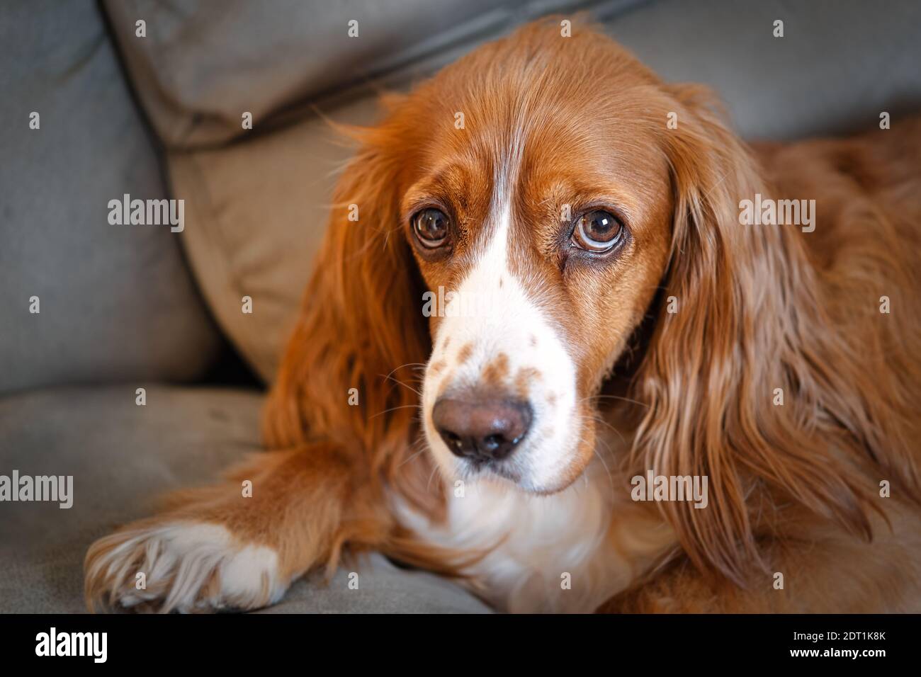 Adorable animal de compagnie de caniel de cocker Banque D'Images