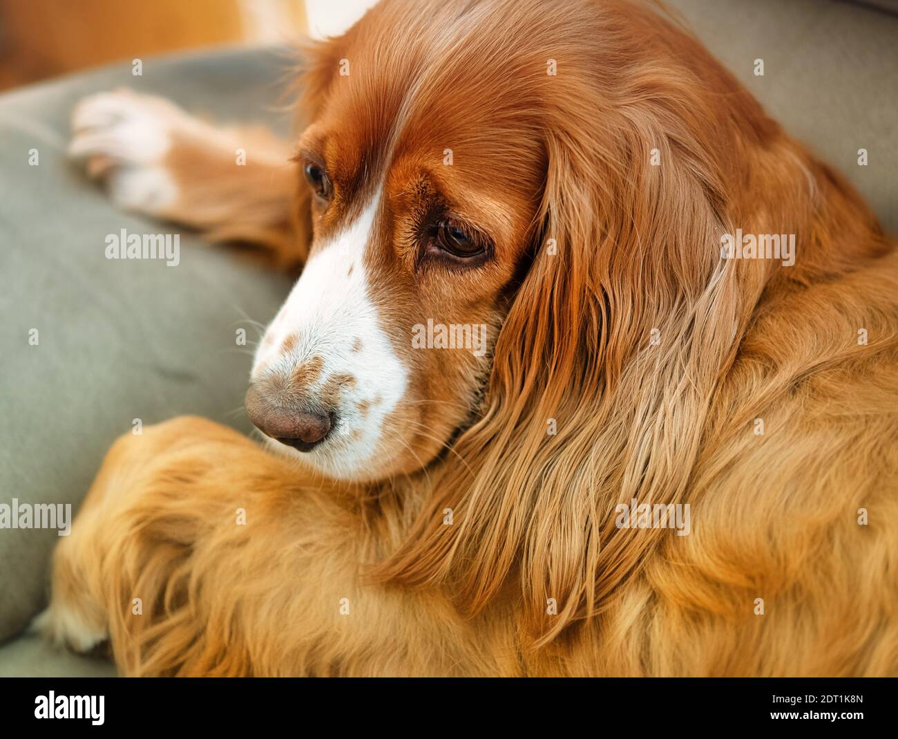 Adorable animal de compagnie de caniel de cocker Banque D'Images