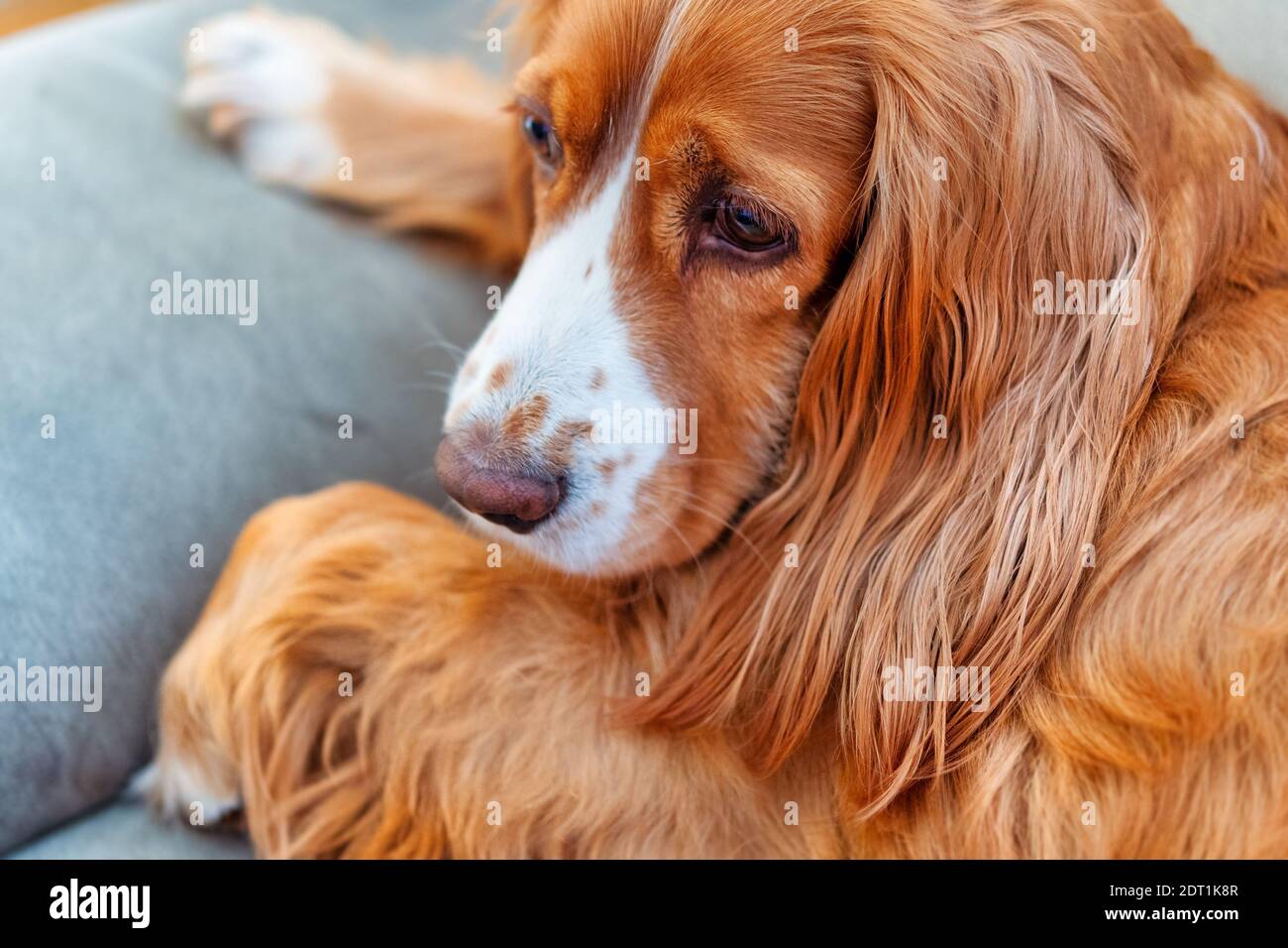 Adorable animal de compagnie de caniel de cocker Banque D'Images
