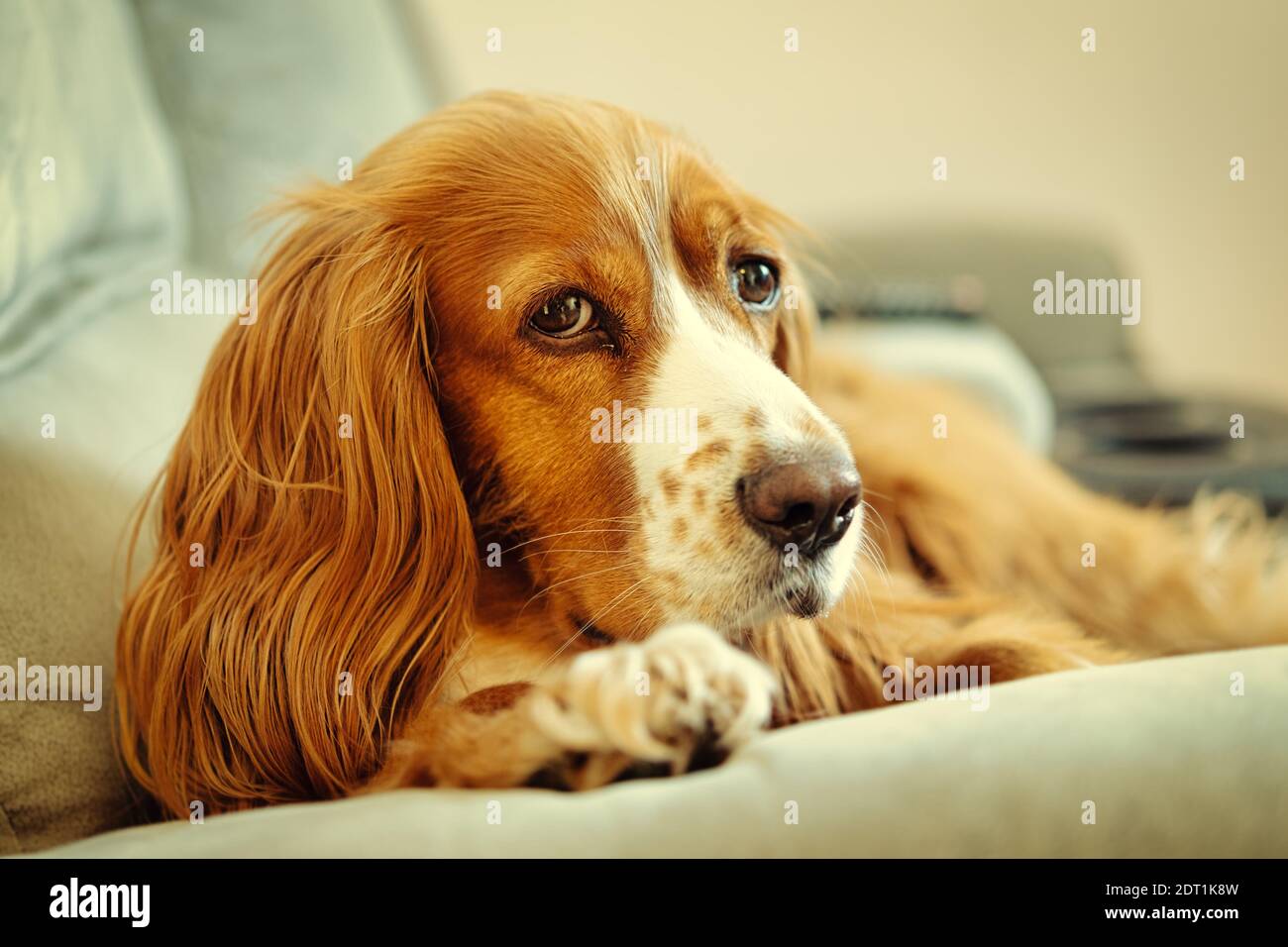Adorable animal de compagnie de caniel de cocker Banque D'Images