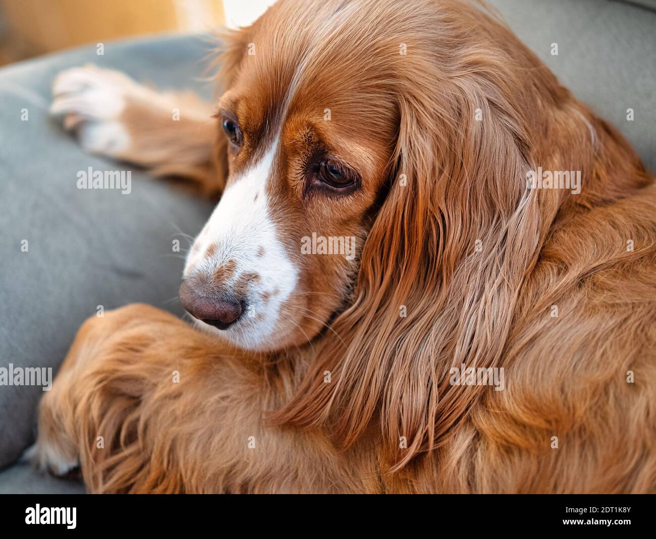 Adorable animal de compagnie de caniel de cocker Banque D'Images